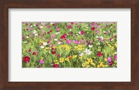 Field of Flowers Fine Art Print