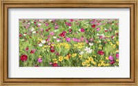 Field of Flowers Fine Art Print