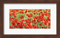 Poppy Field Fine Art Print