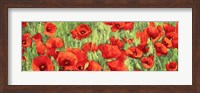 Poppy Field (Detail) Fine Art Print