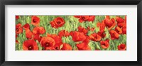 Poppy Field (Detail) Fine Art Print