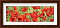 Poppy Field (Detail) Fine Art Print