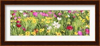 Field of Flowers (Detail) Fine Art Print