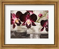 Velvet Orchids Fine Art Print