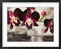 Velvet Orchids Fine Art Print