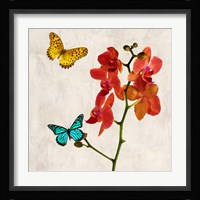Orchids & Butterflies II Framed Print