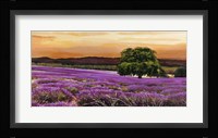 Campo di Lavanda Fine Art Print