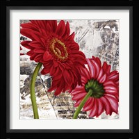 Red Gerberas III Fine Art Print