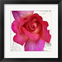 Spring Roses I Fine Art Print