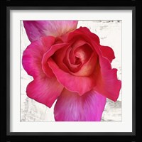 Spring Roses I Fine Art Print