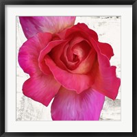 Spring Roses I Framed Print