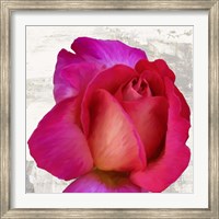 Spring Roses III Fine Art Print