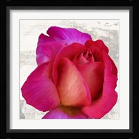 Spring Roses III Fine Art Print