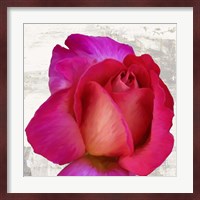 Spring Roses III Fine Art Print