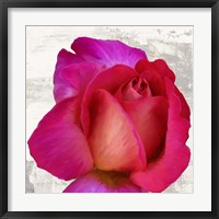 Spring Roses III Framed Print