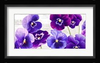 Dance of Pansies Fine Art Print