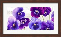 Dance of Pansies Fine Art Print