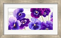 Dance of Pansies Fine Art Print