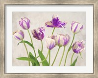 Tulipes Fine Art Print