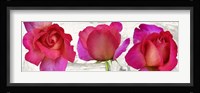 Spring Roses Fine Art Print