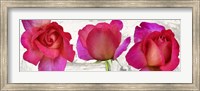 Spring Roses Fine Art Print