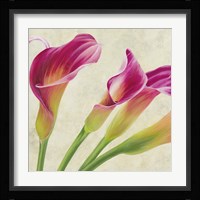 Calla Parade (Detail) Fine Art Print