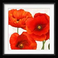 Poppies I Fine Art Print