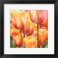 Spring Tulips II Fine Art Print