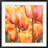 Spring Tulips II Fine Art Print