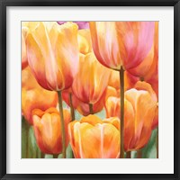 Spring Tulips II Framed Print
