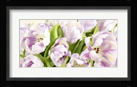 Tulipes en Fleur Fine Art Print