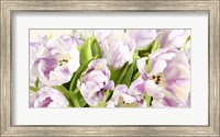 Tulipes en Fleur Fine Art Print