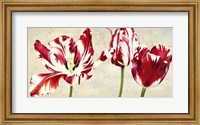 Tulipes Royales Fine Art Print