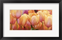 Summer Tulips Fine Art Print