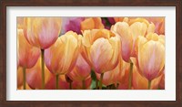 Summer Tulips Fine Art Print