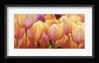 Summer Tulips Fine Art Print