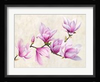 Ramo di Magnolia Fine Art Print