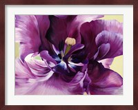 Purple Tulip Close-up Fine Art Print