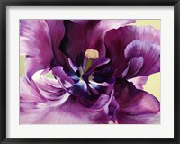 Purple Tulip Close-up Fine Art Print