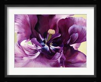 Purple Tulip Close-up Fine Art Print