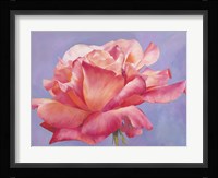 Velluto Fine Art Print