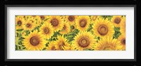 Field of Sunflowers Fine Art Print