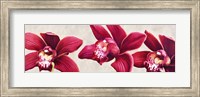 Eleganti Orchidee Fine Art Print