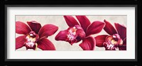 Eleganti Orchidee Fine Art Print