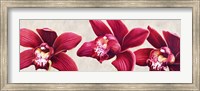 Eleganti Orchidee Fine Art Print