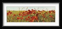 Poppy Field Fine Art Print