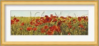 Poppy Field Fine Art Print