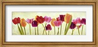 Tulip Parade Fine Art Print