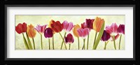 Tulip Parade Fine Art Print