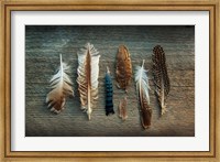 Feather Collection I Fine Art Print